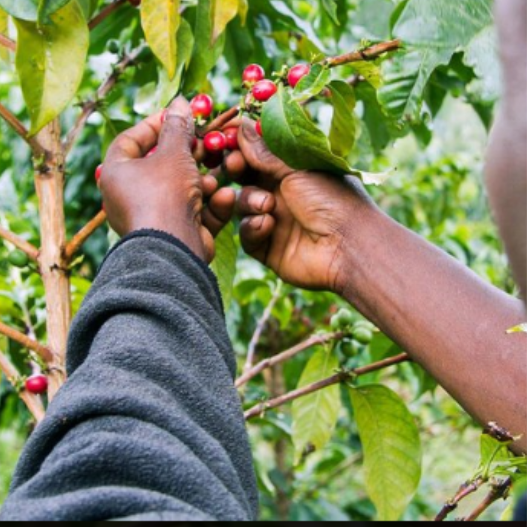 Café origen Kenia Masai