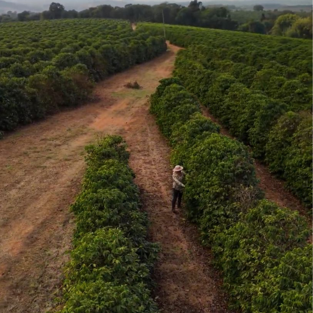 Café origen Brasil