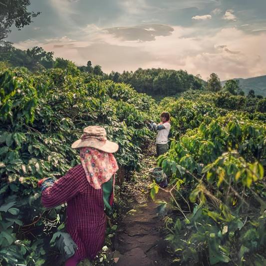 Café origen China Yunnan.