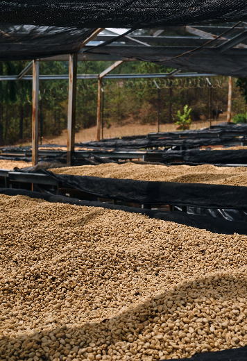 Café Origen Honduras. El Puente.