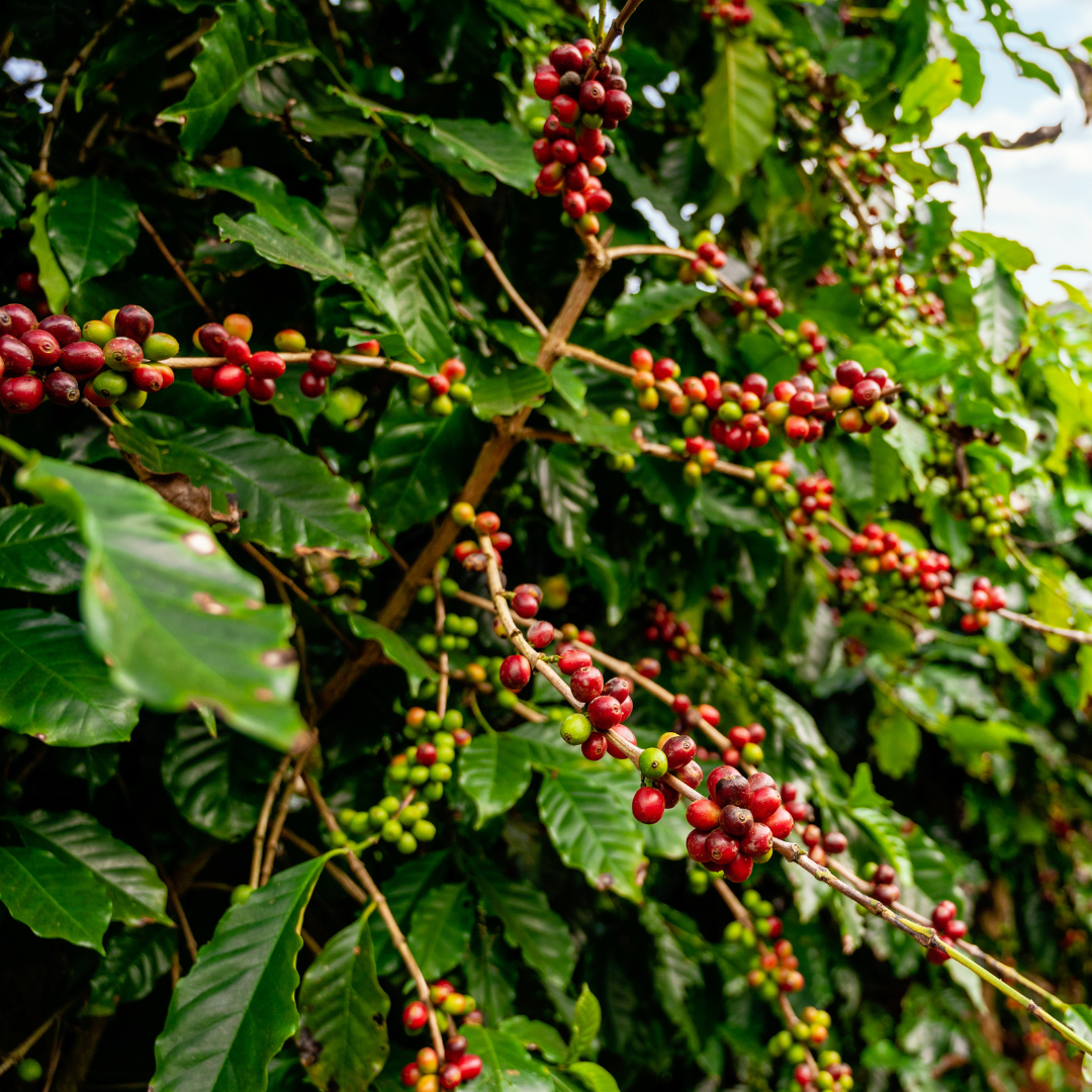 Café origen Colombia San Manuel