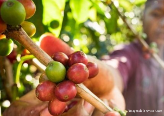 Descubre las Notas Únicas de los Cafés de Sudamérica.