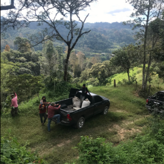 Café Origen Honduras Orgánico.