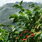 Café origen Etiopía Yirgacheffe Gersi