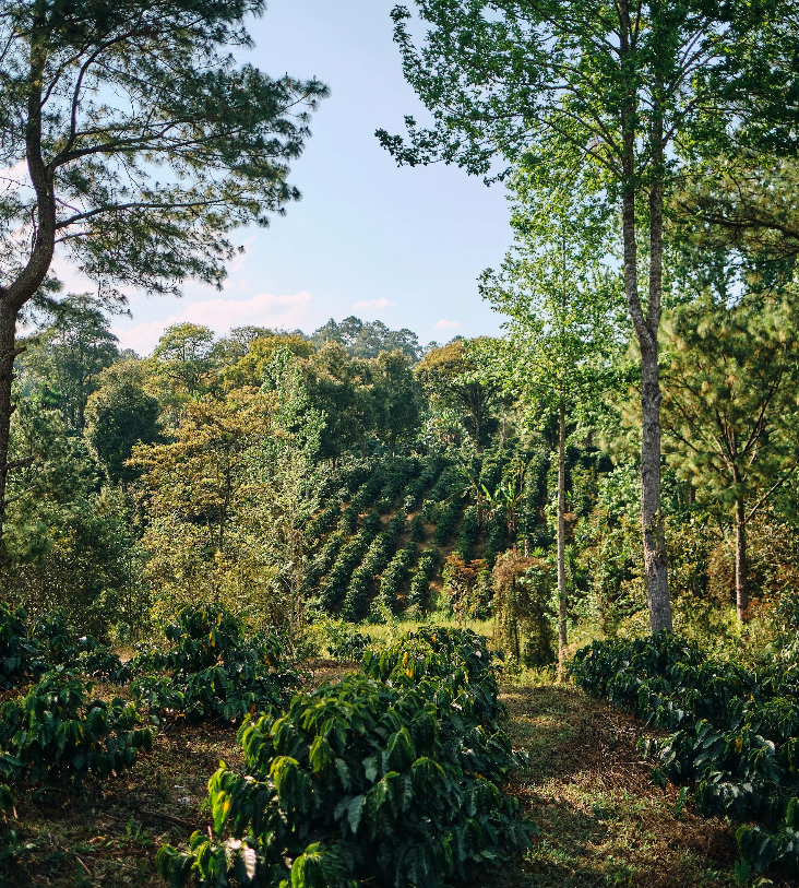 Café Origen Honduras. El Puente.